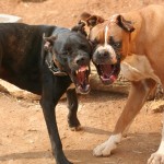 bigstockphoto_Beware_Of_Dogs_1752033